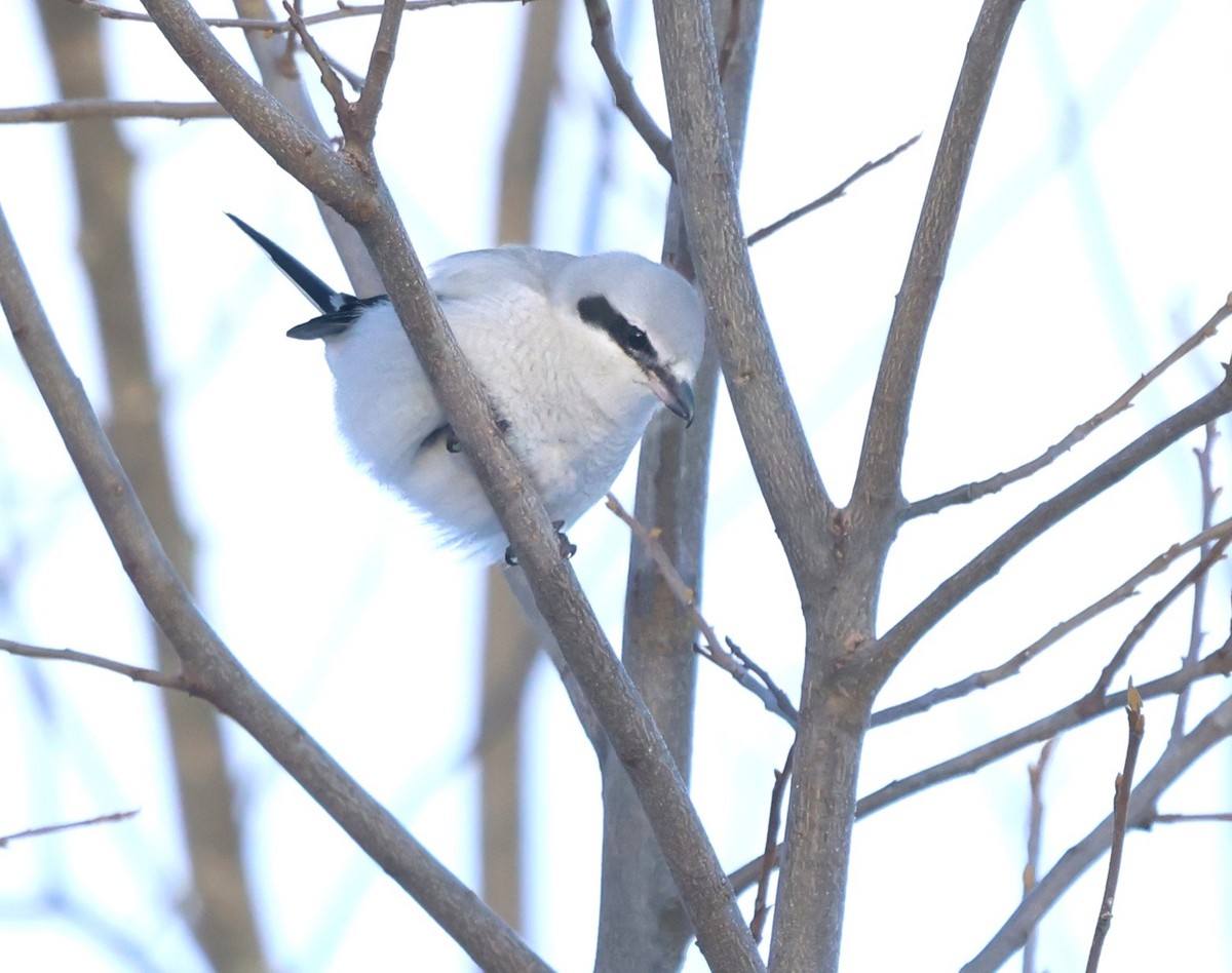Northern Shrike - ML646467799