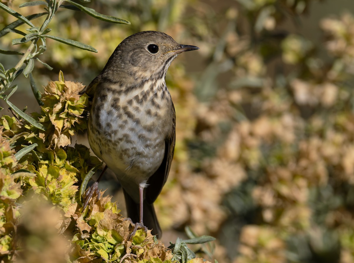 Hermit Thrush - ML646467801
