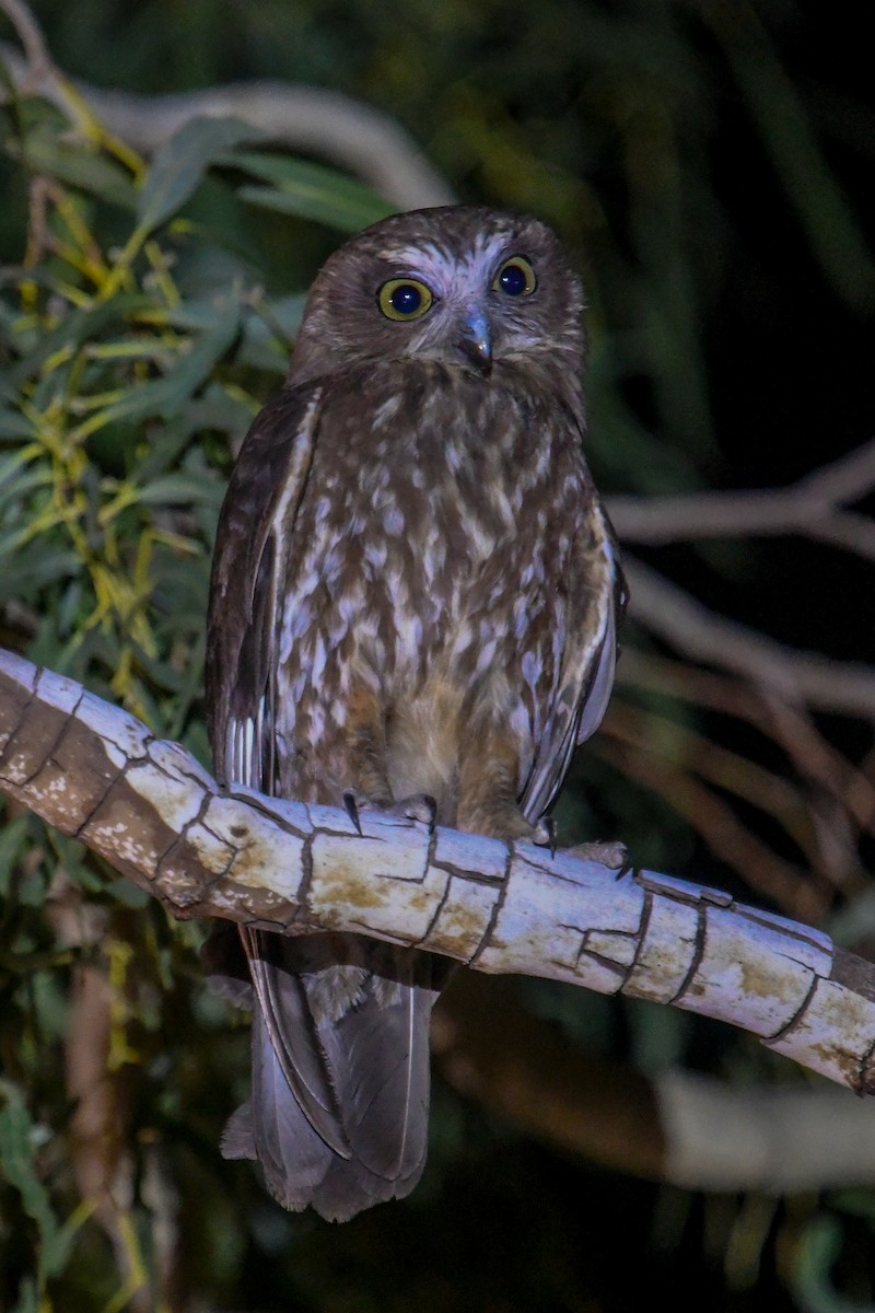 Australian Boobook (Boobook) - ML646467802