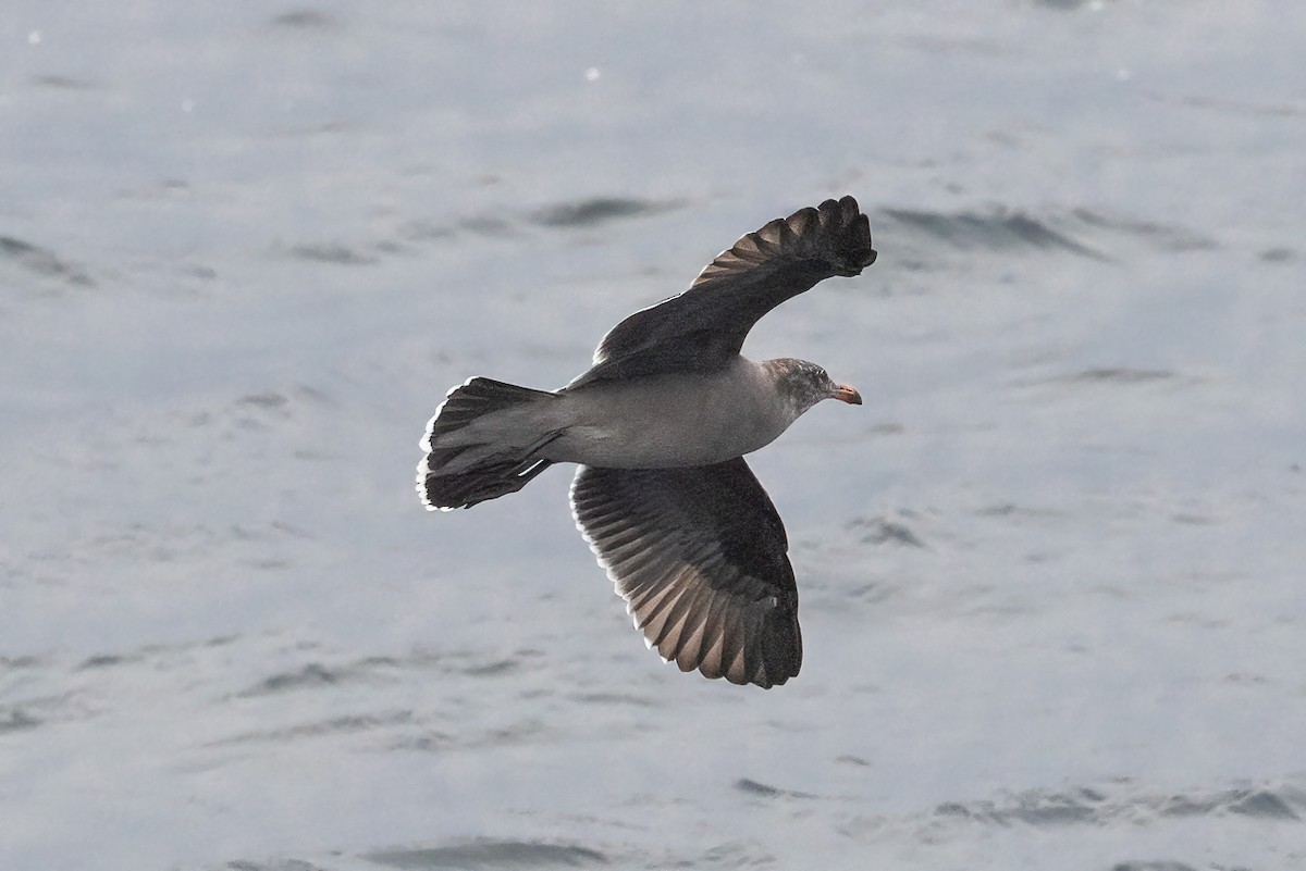 Heermann's Gull - ML646467803