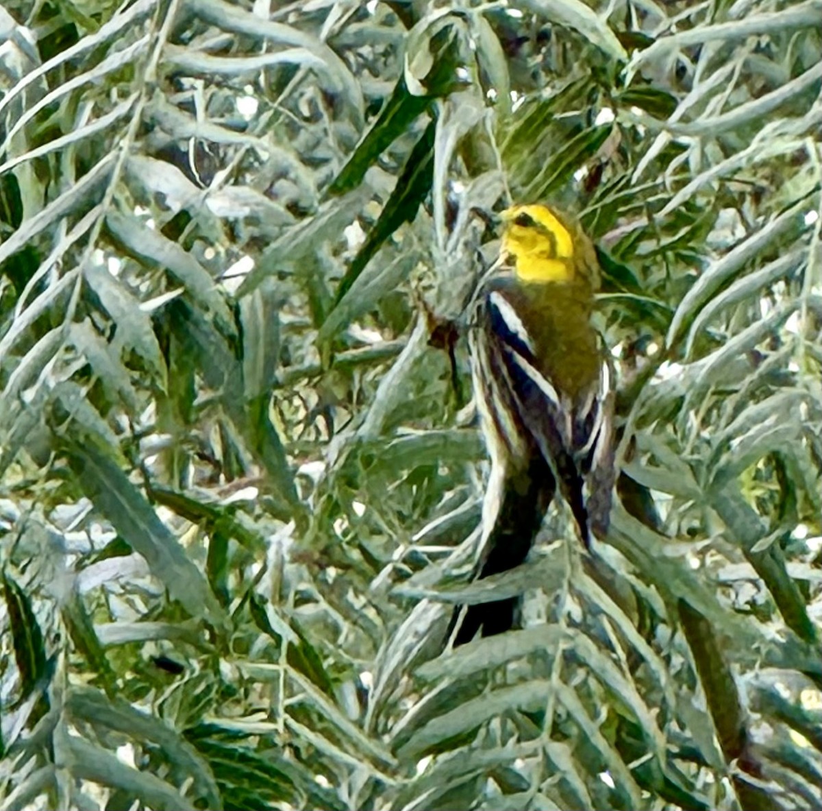 Зелёная древесница - ML646467807