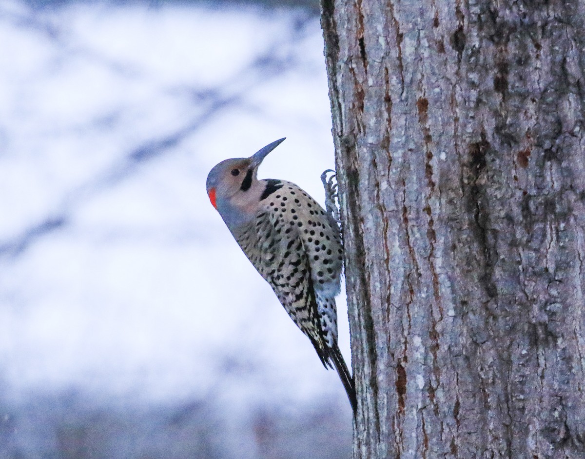Northern Flicker - ML646467808