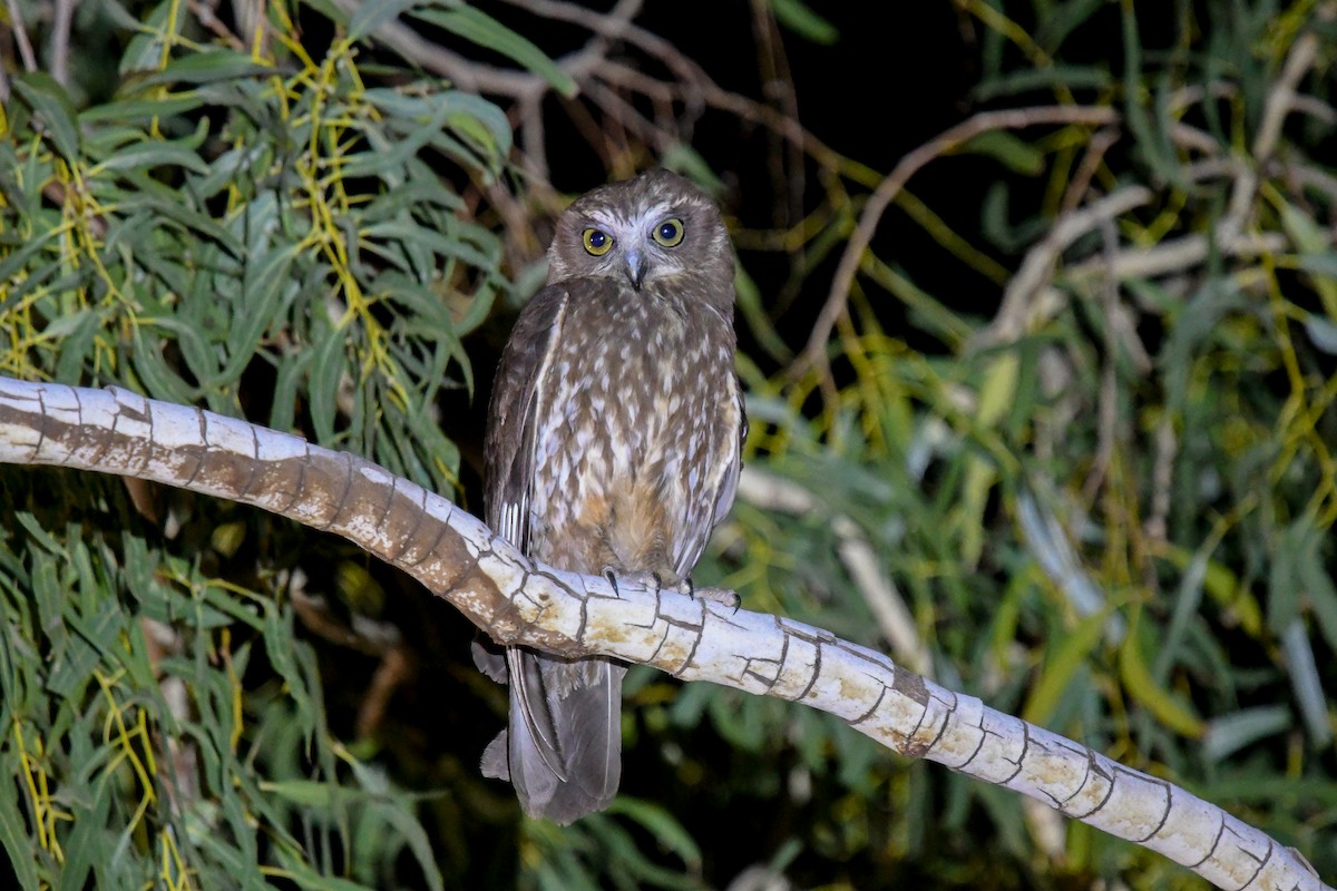 Australian Boobook (Boobook) - ML646467811