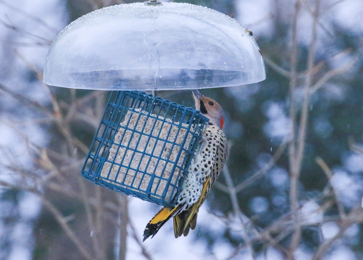 Northern Flicker - ML646467812