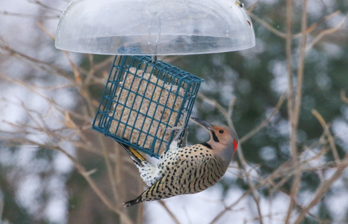Northern Flicker - ML646467813