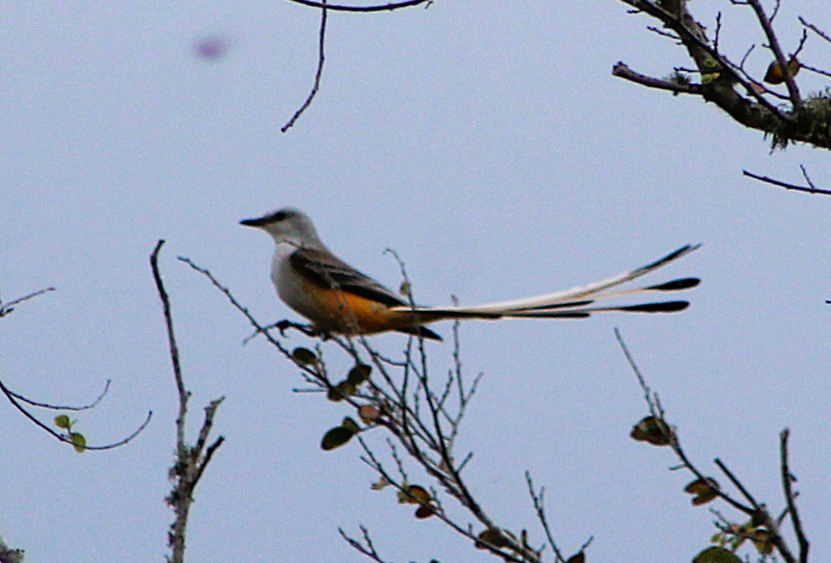 Scissor-tailed Flycatcher - ML646467814