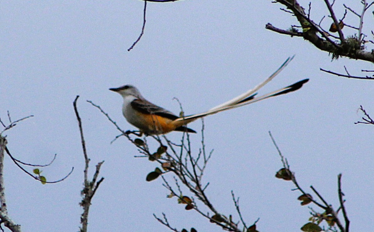 Scissor-tailed Flycatcher - ML646467815