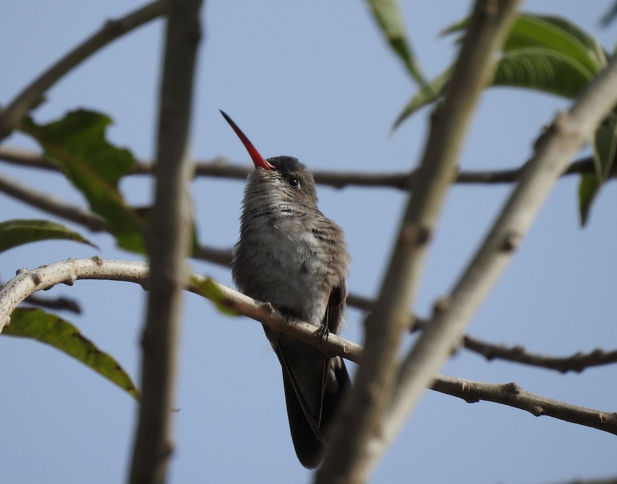 Violet-crowned Hummingbird - ML646467816