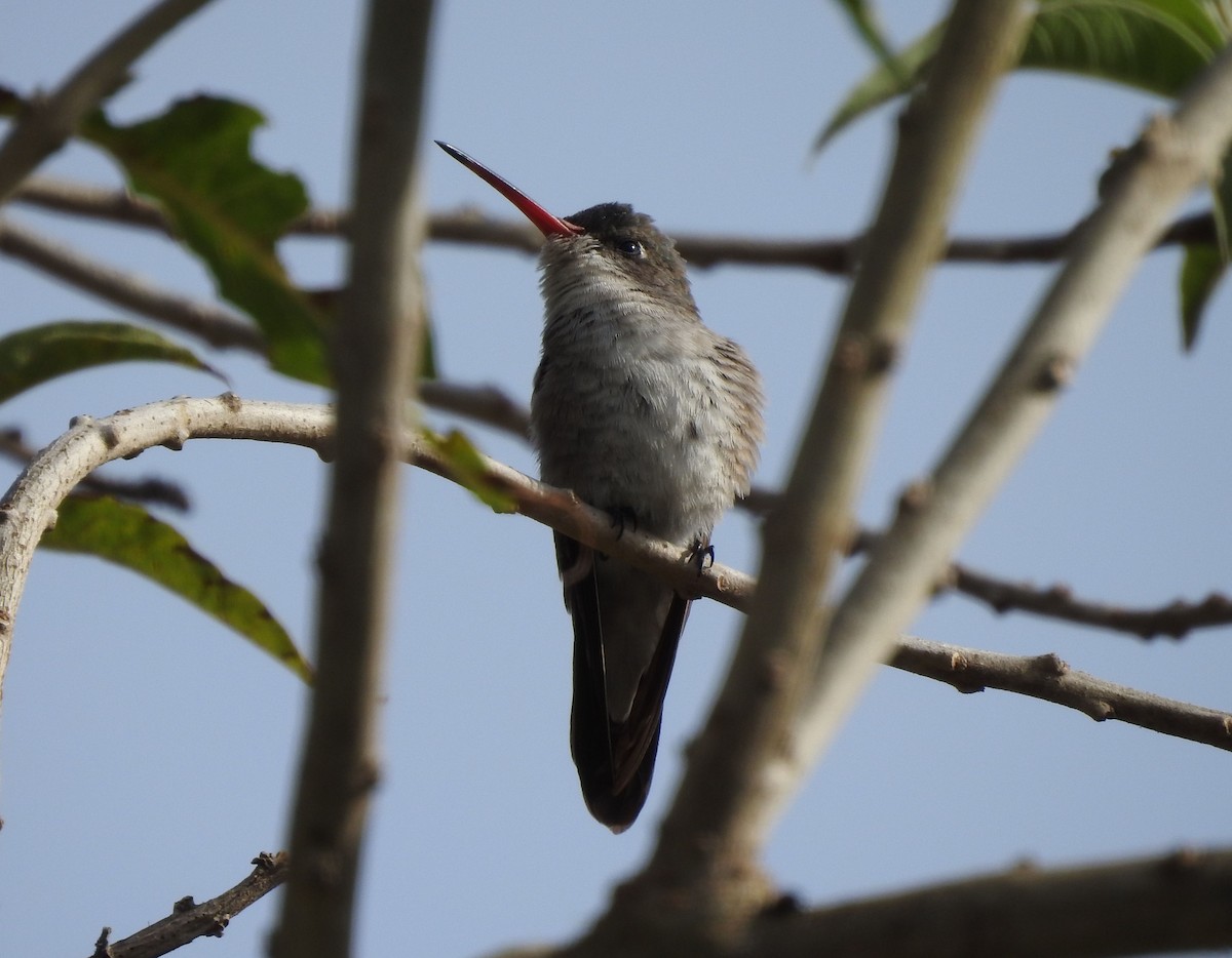 Violet-crowned Hummingbird - ML646467817