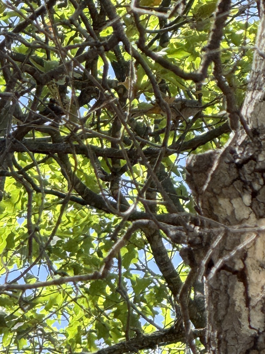 Colima Warbler - ML646467820