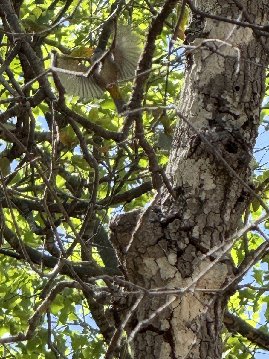 Colima Warbler - ML646467821