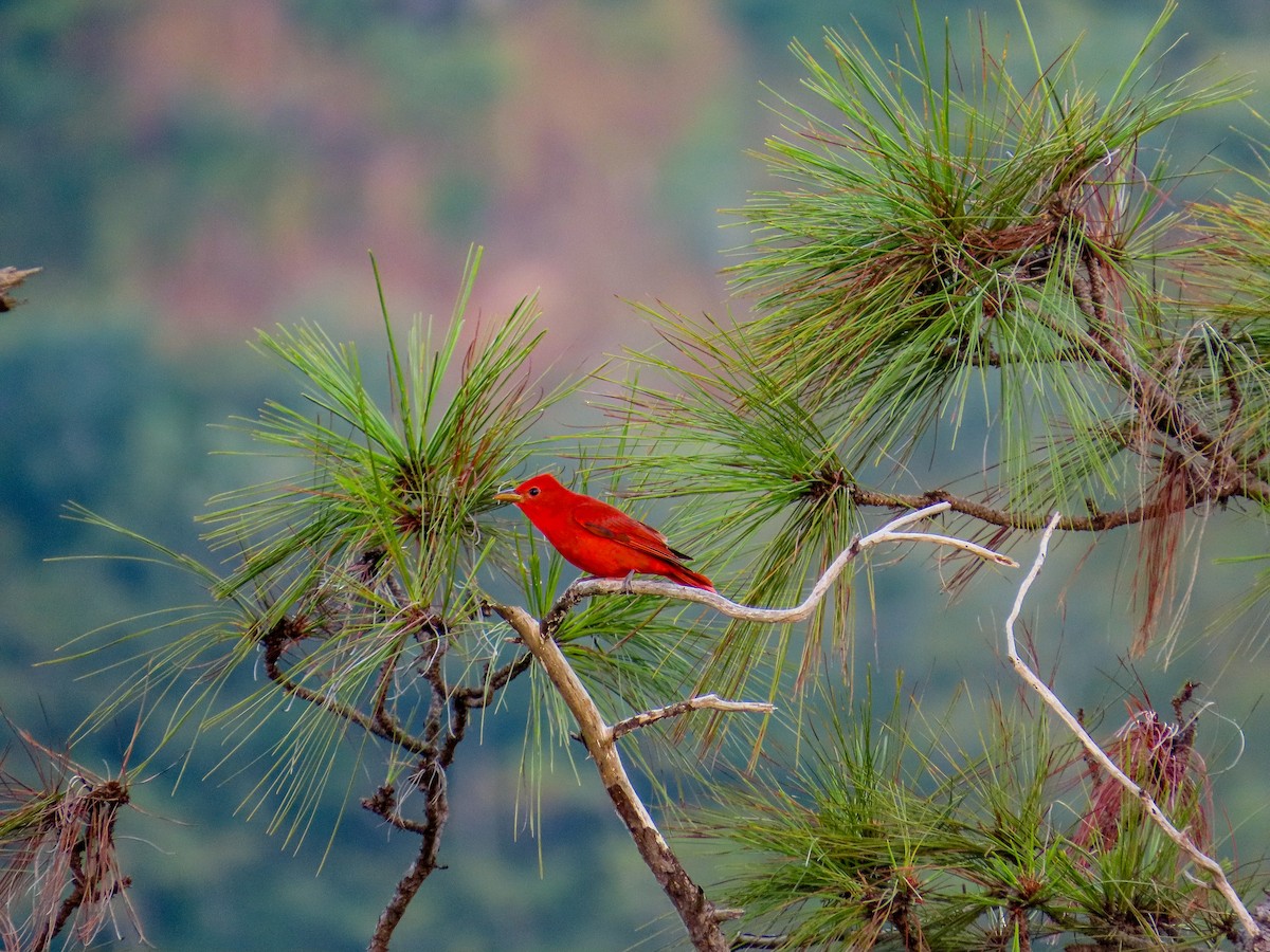 Summer Tanager - ML646467827