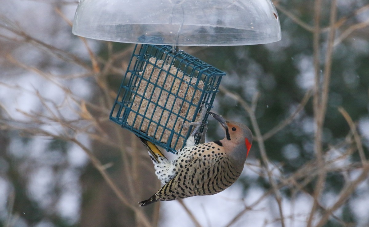 Northern Flicker - ML646467828