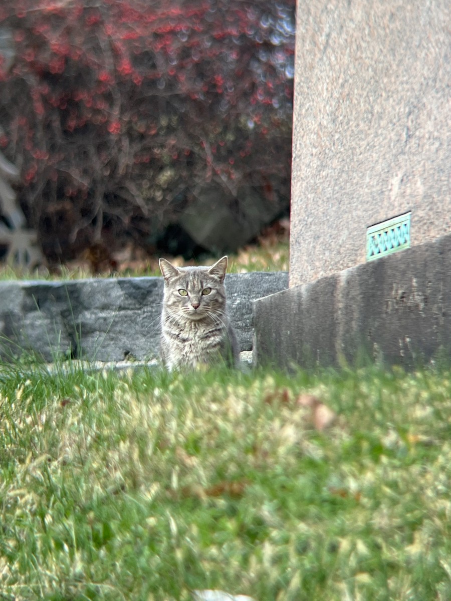 動物界 - ML646467829