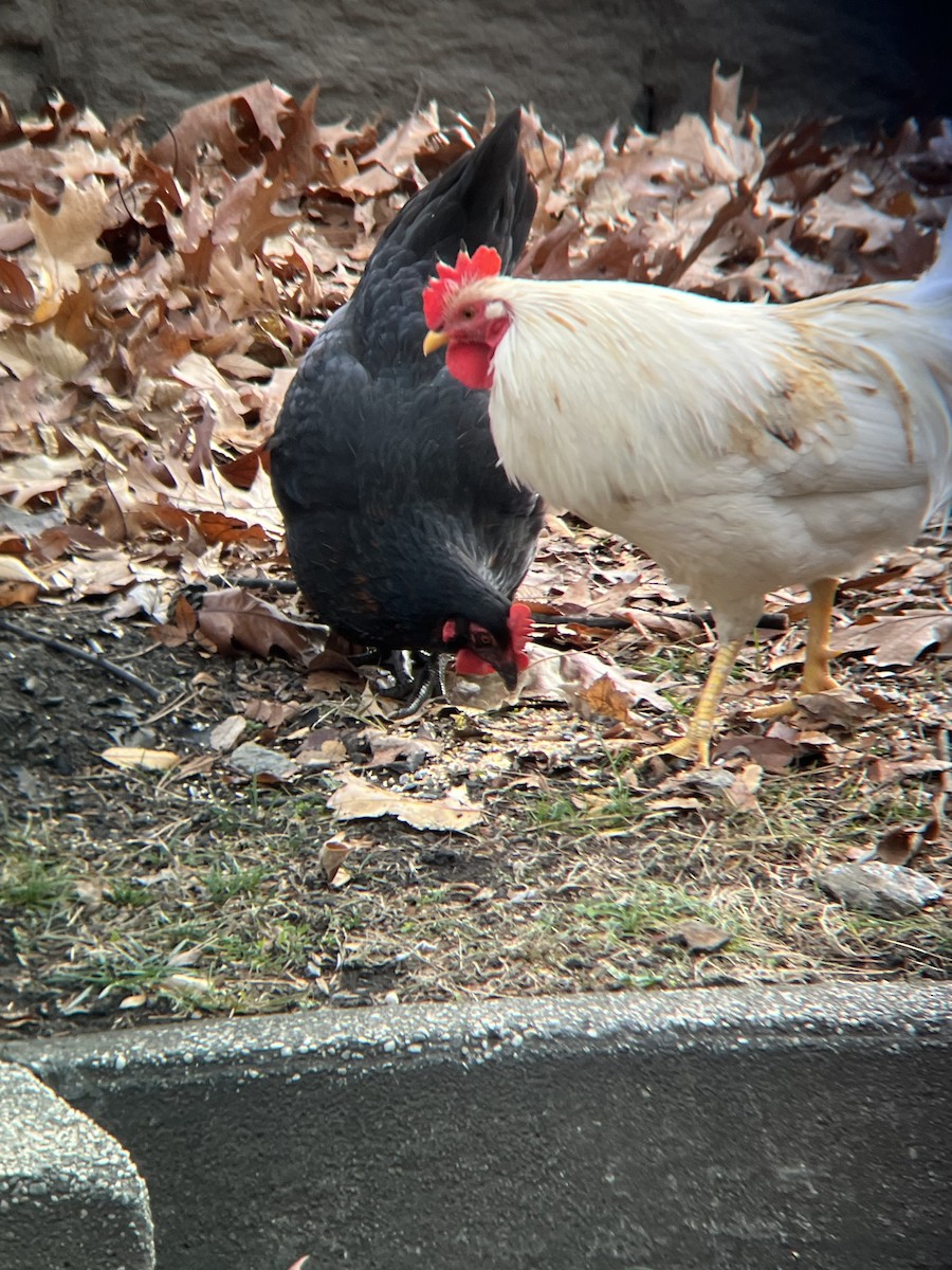 動物界 - ML646467832