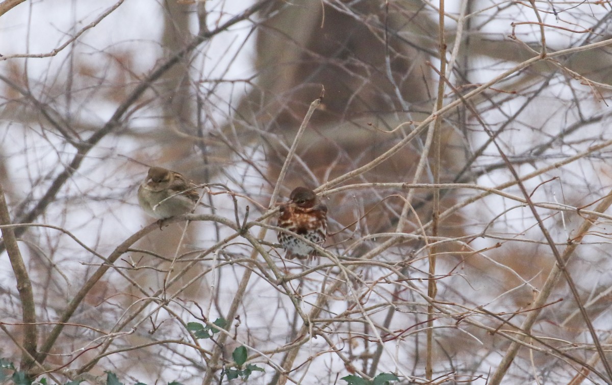 Fox Sparrow - ML646467834
