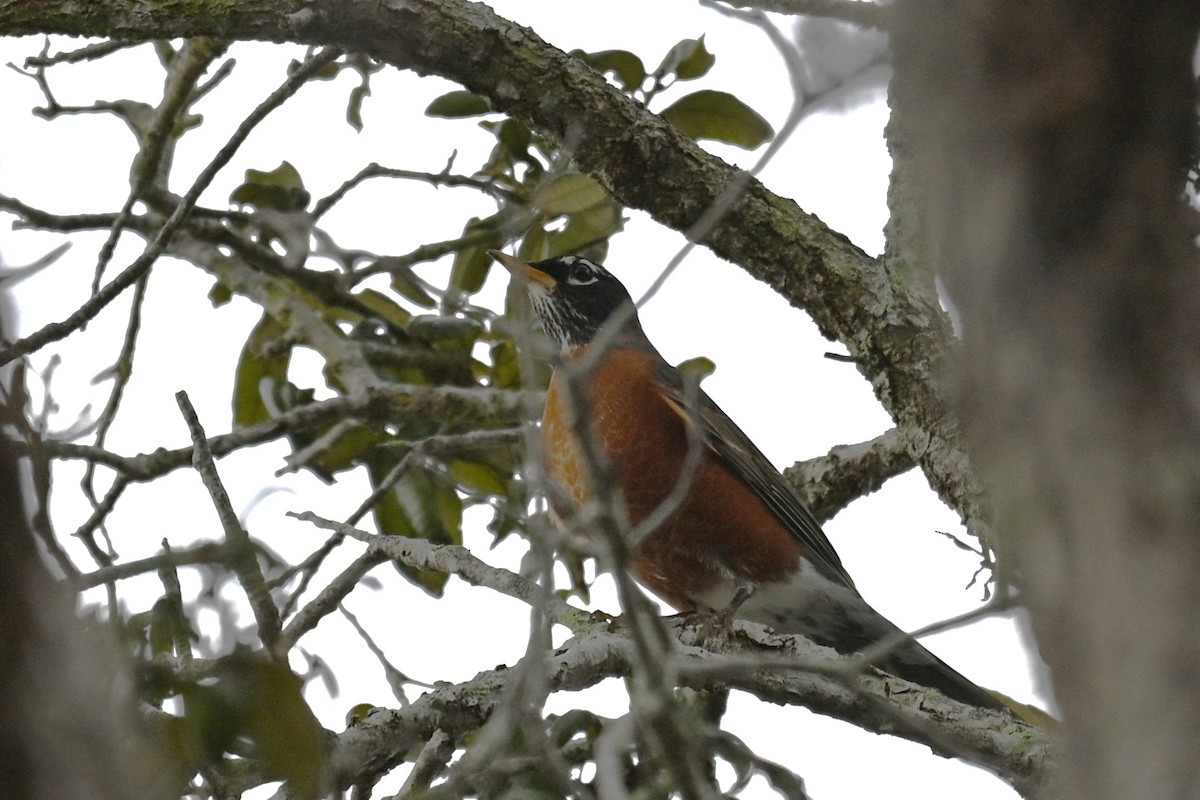 American Robin - ML646467835