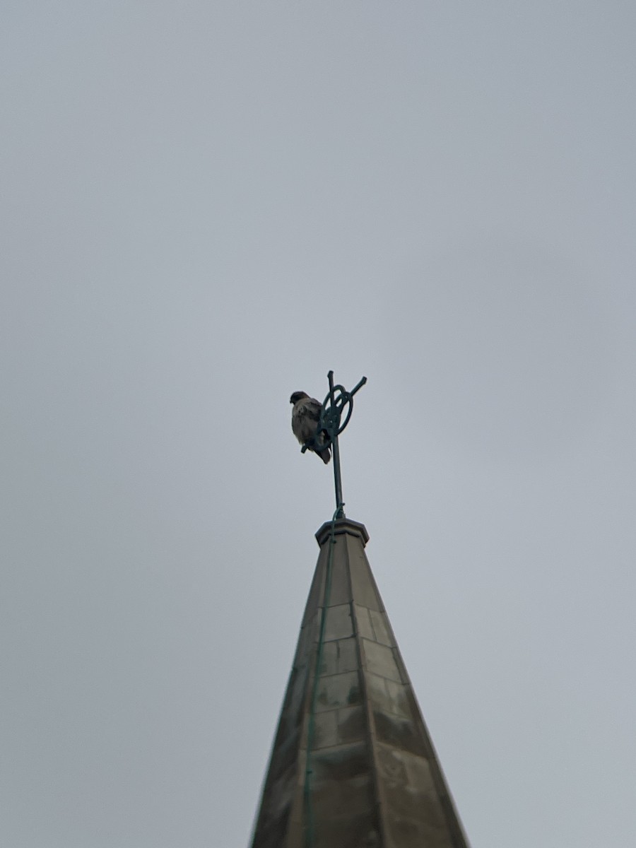 アカオノスリ - ML646467838