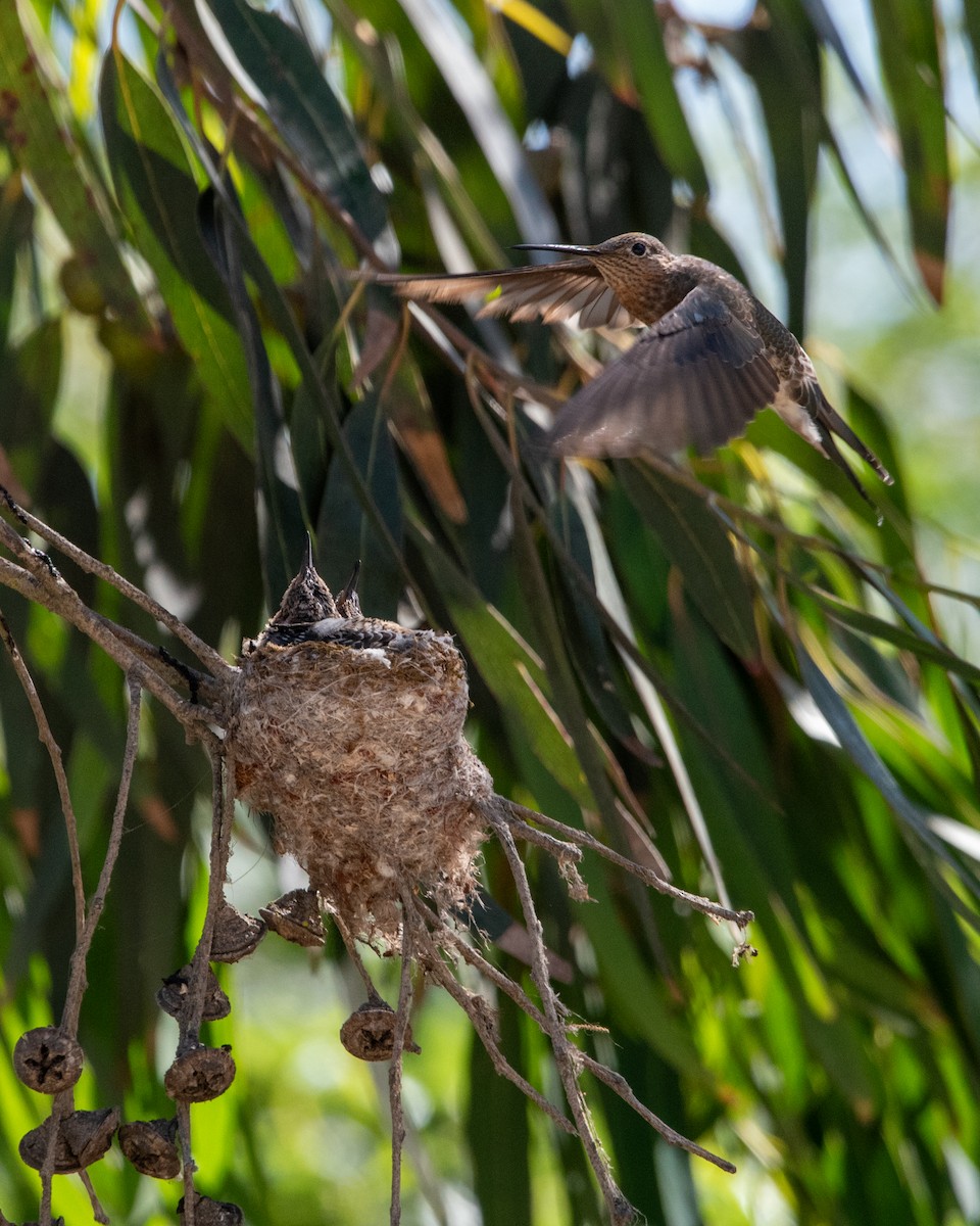 Giant Hummingbird - ML646467839