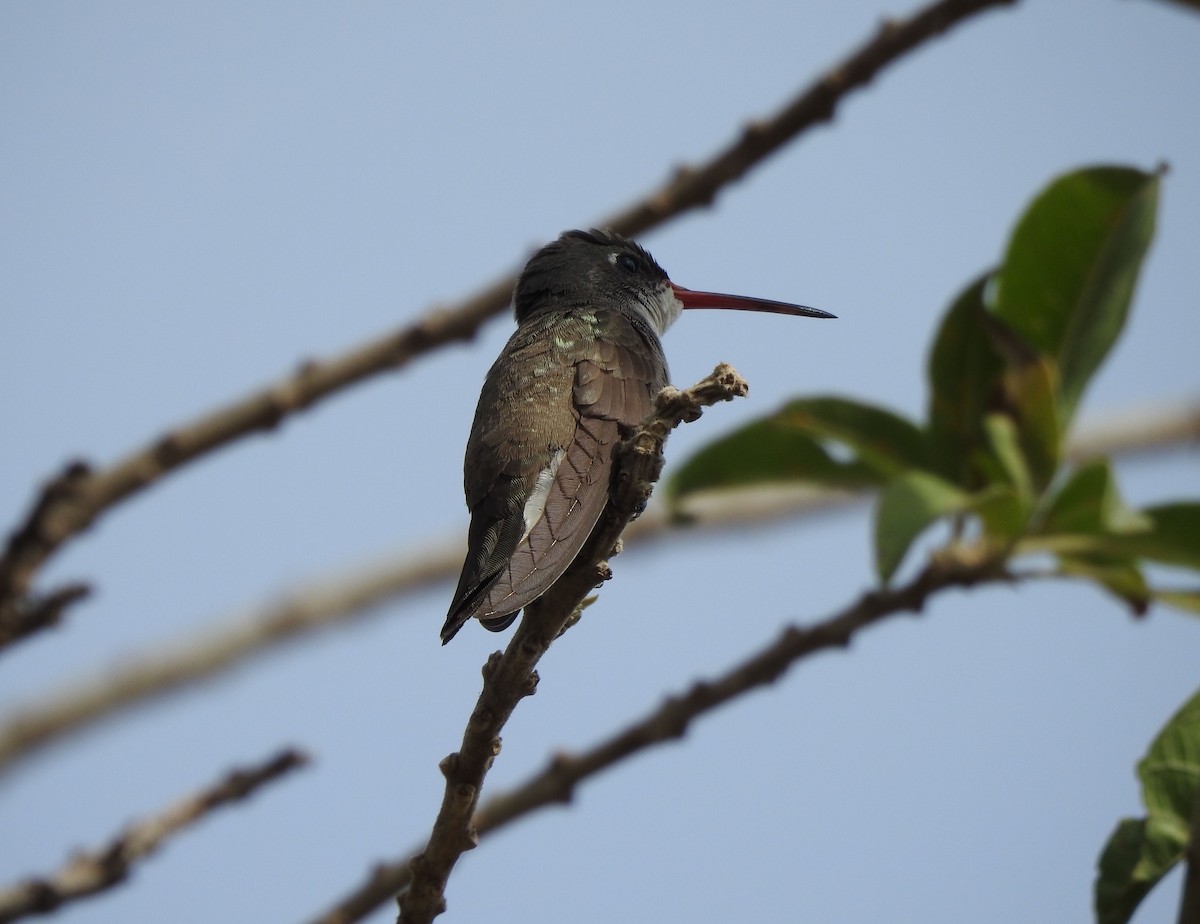 Violet-crowned Hummingbird - ML646467840