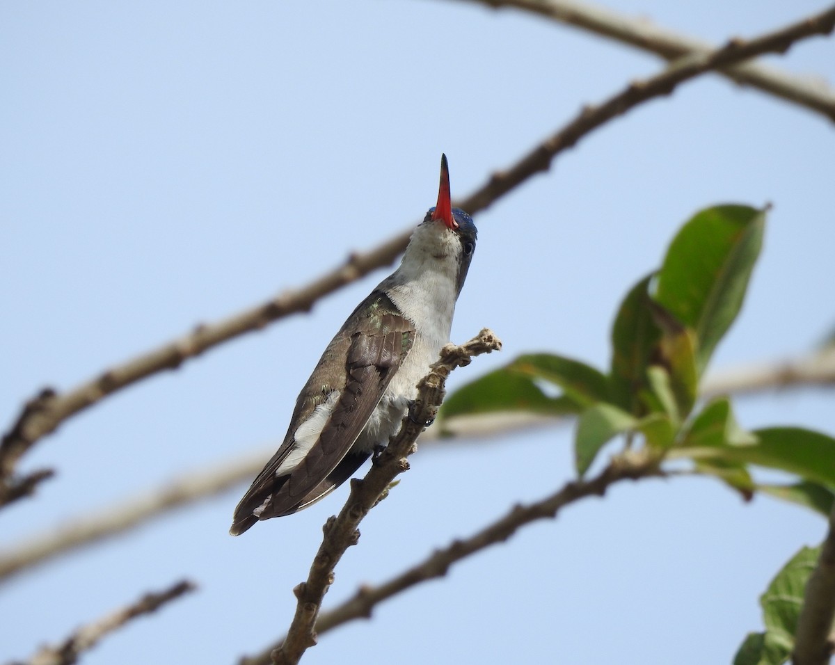 Violet-crowned Hummingbird - ML646467841