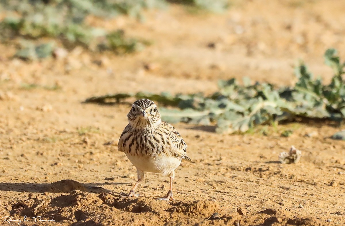 Eurasian Skylark - ML646467843
