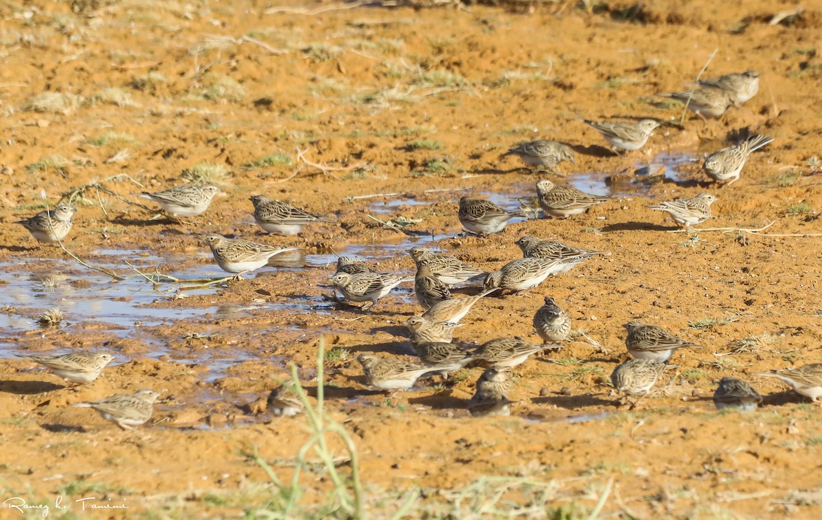 Eurasian Skylark - ML646467844