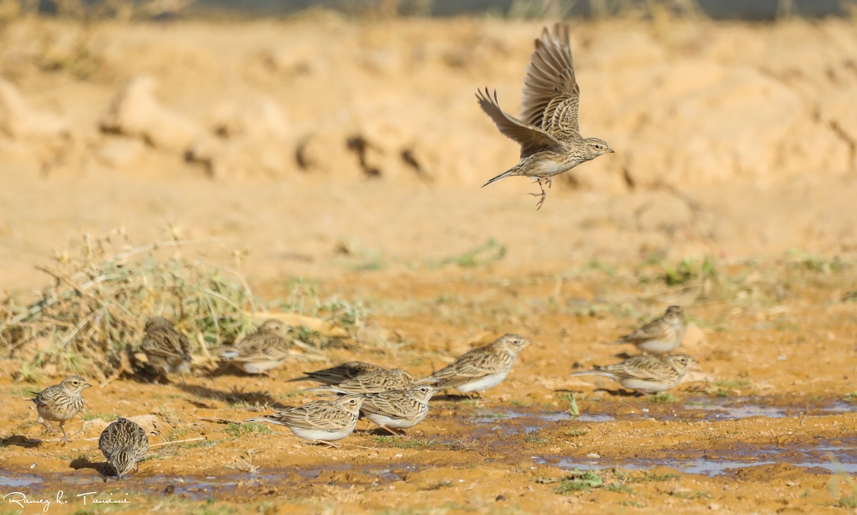 Eurasian Skylark - ML646467845