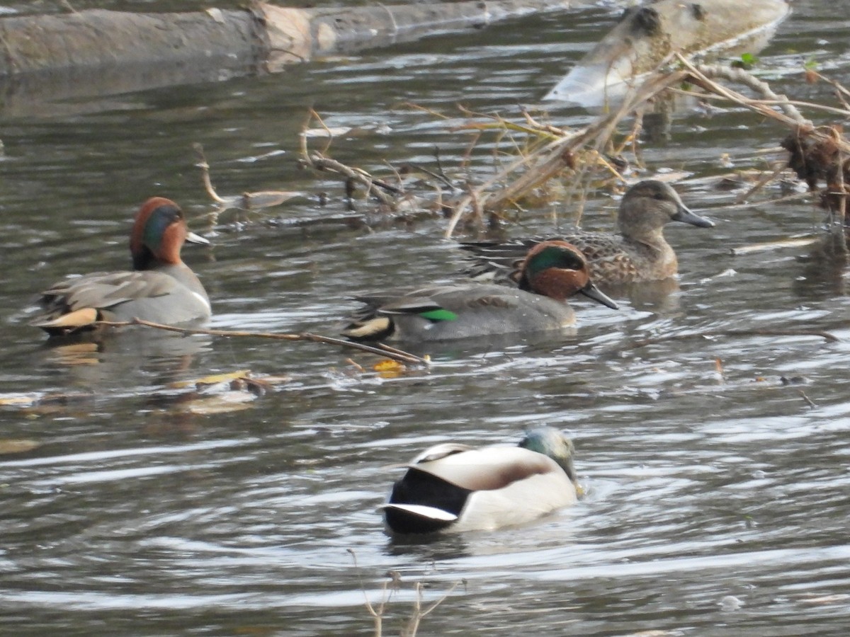 Чирянка мала (підвид crecca) - ML646467846