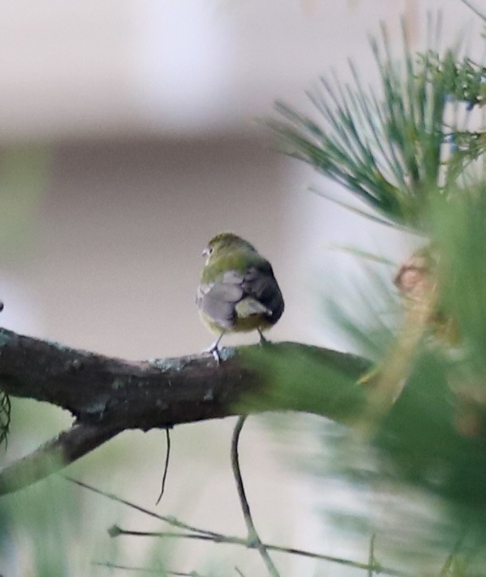 Painted Bunting - ML646467850