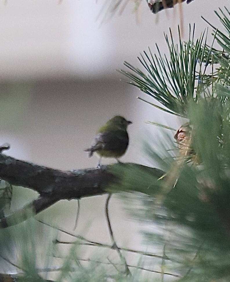 Painted Bunting - ML646467851