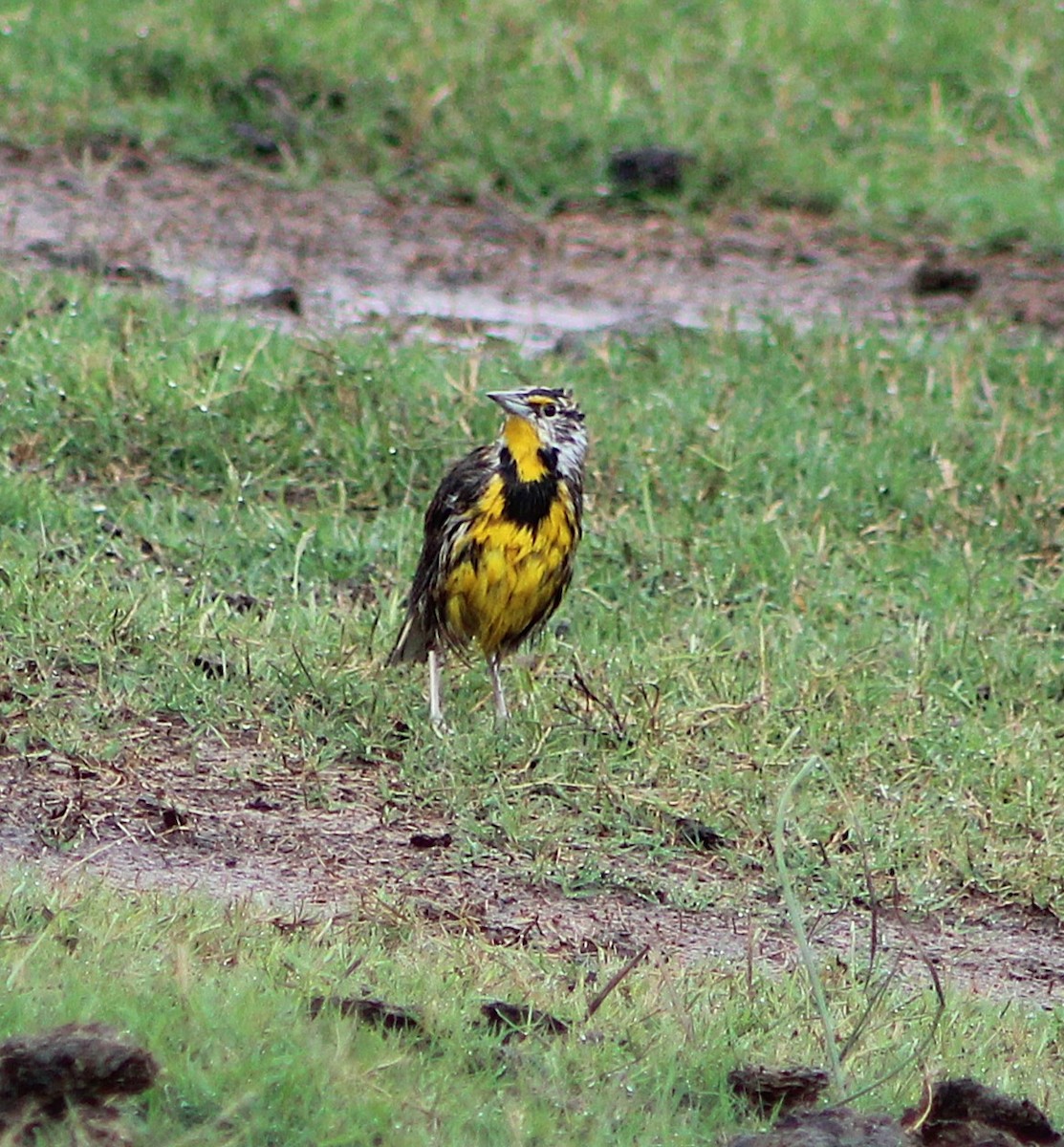 Eastern Meadowlark - ML646467853