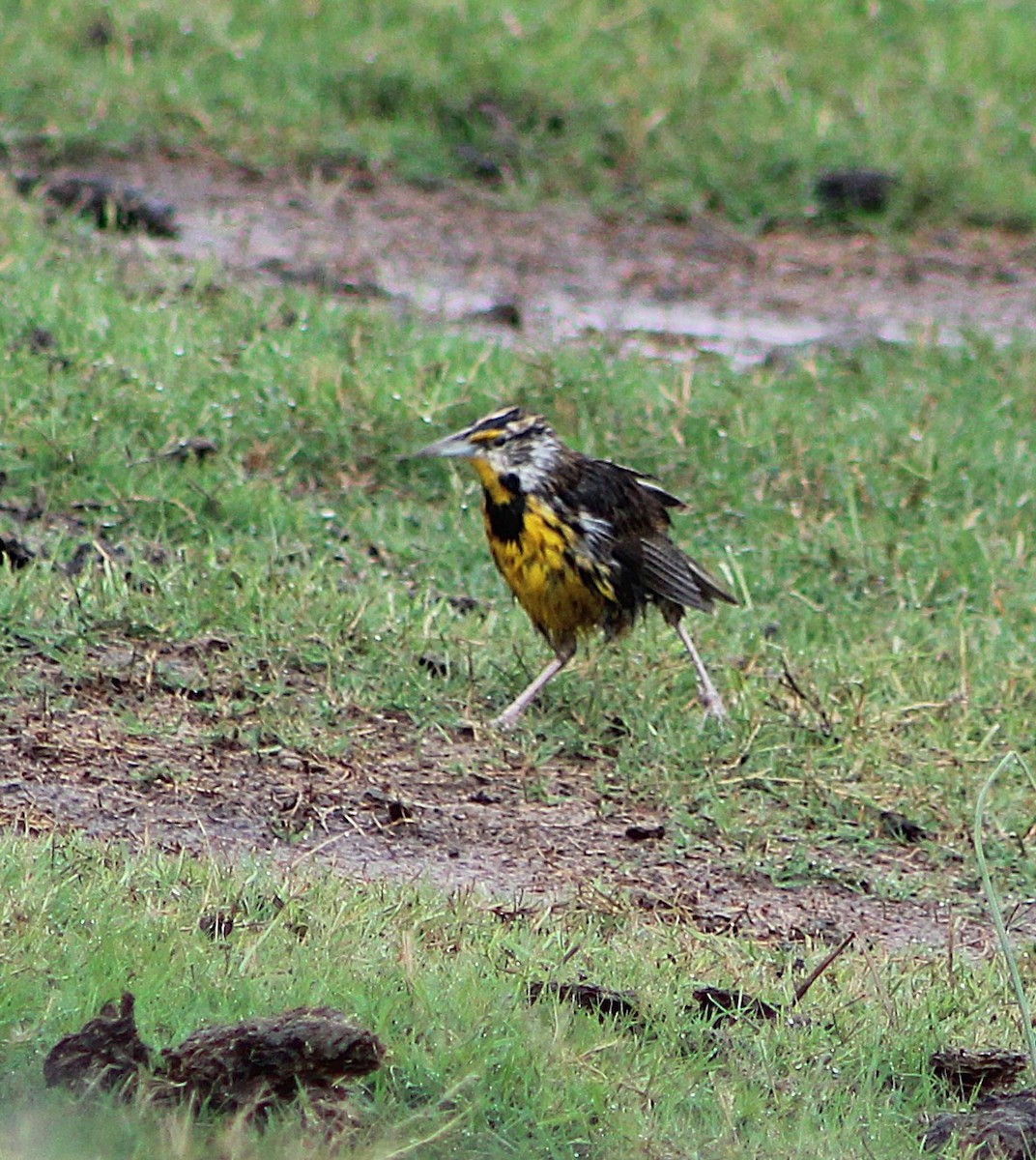 Eastern Meadowlark - ML646467854