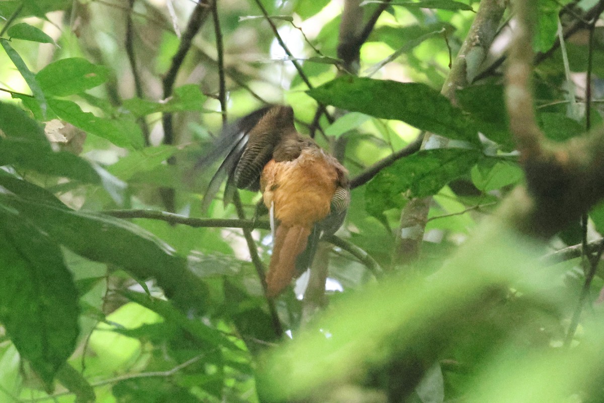 trogon kasumba - ML646467858