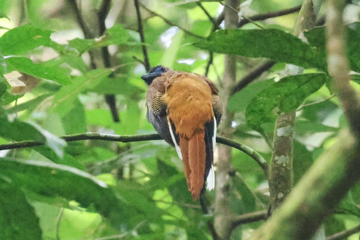 trogon kasumba - ML646467859