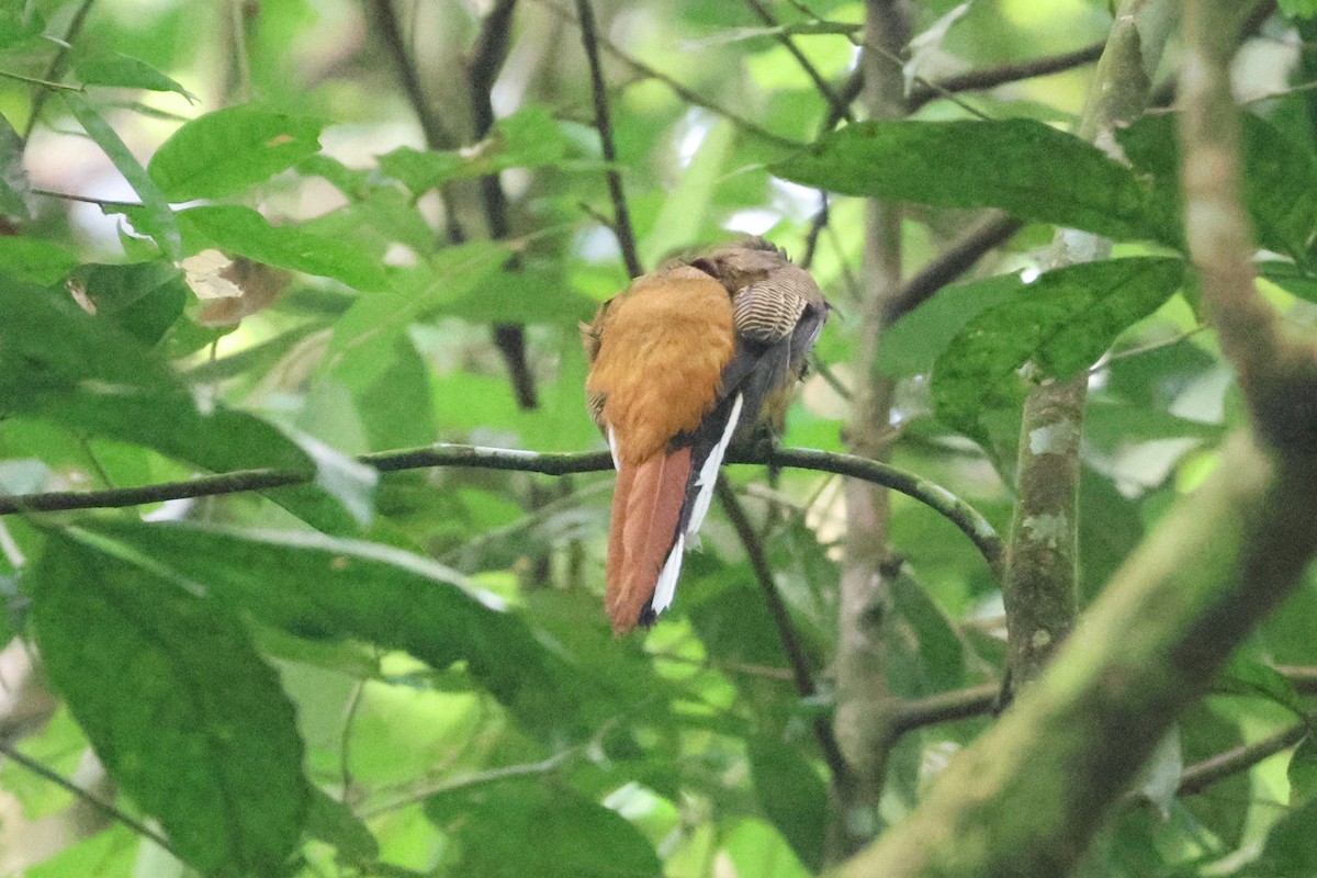 trogon kasumba - ML646467860