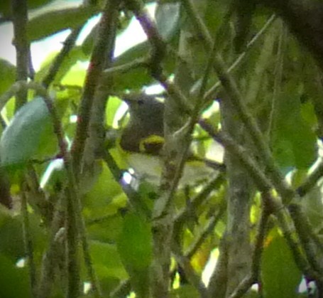 American Redstart - ML646467861