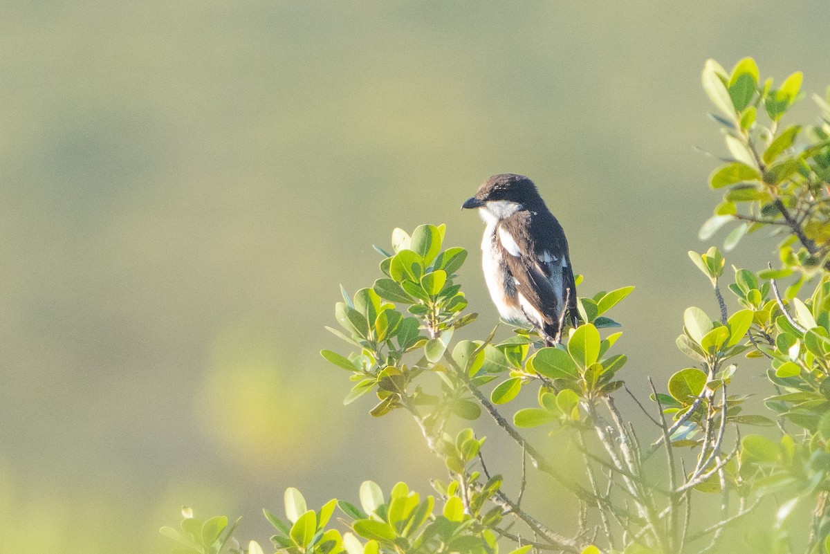 Fiskalwürger - ML646467863