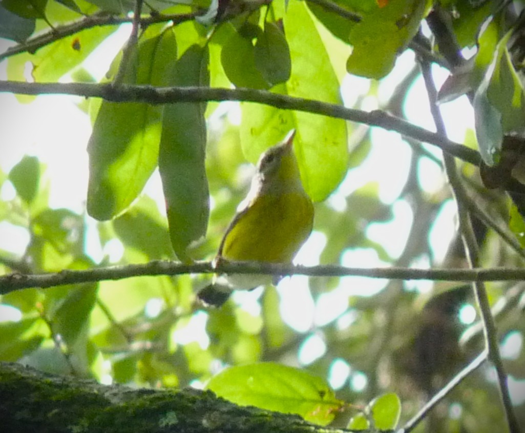 סבכון לבן-זנב - ML646467870