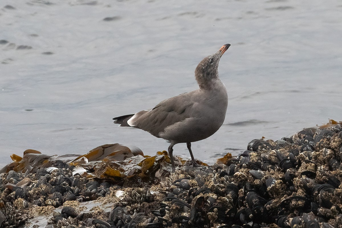 Heermann's Gull - ML646467873