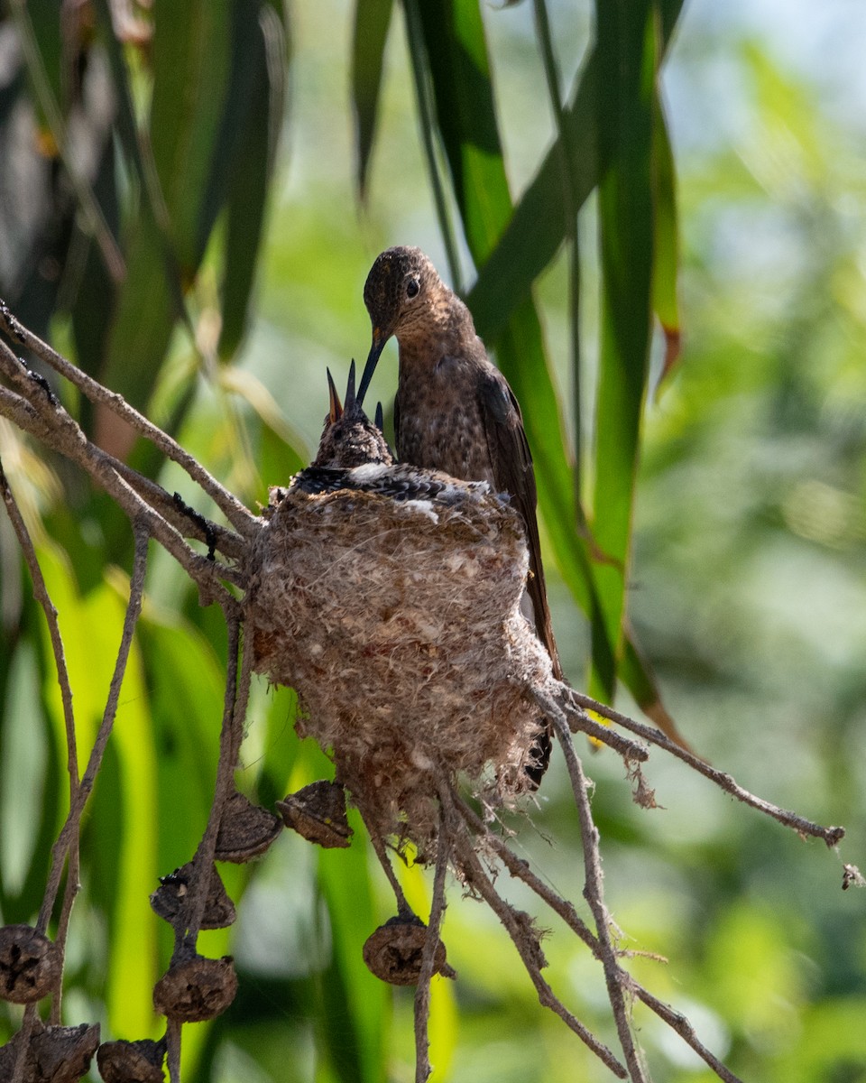 Giant Hummingbird - ML646467876