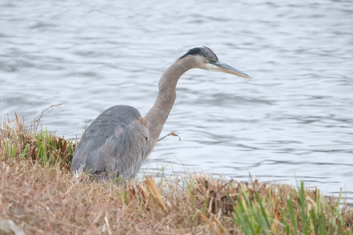 volavka velká - ML646467879