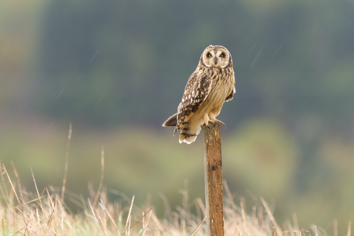 Short-eared Owl - ML646467884