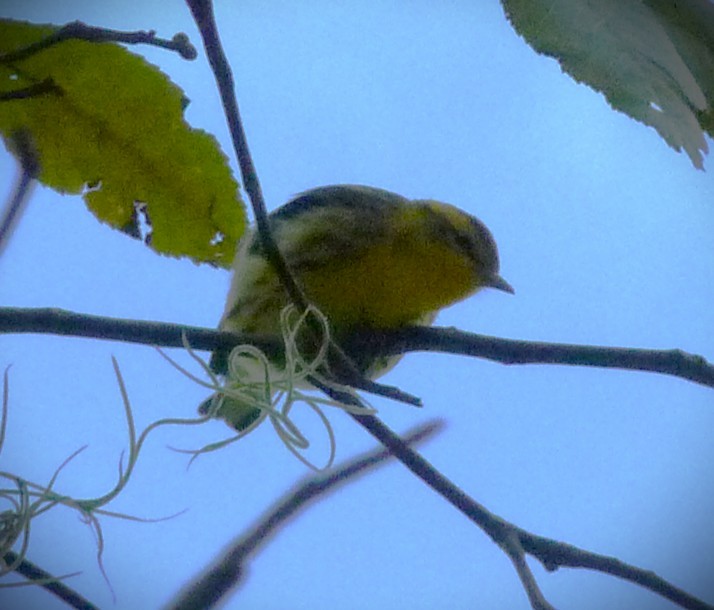 Reinita Gorjinaranja - ML646467885