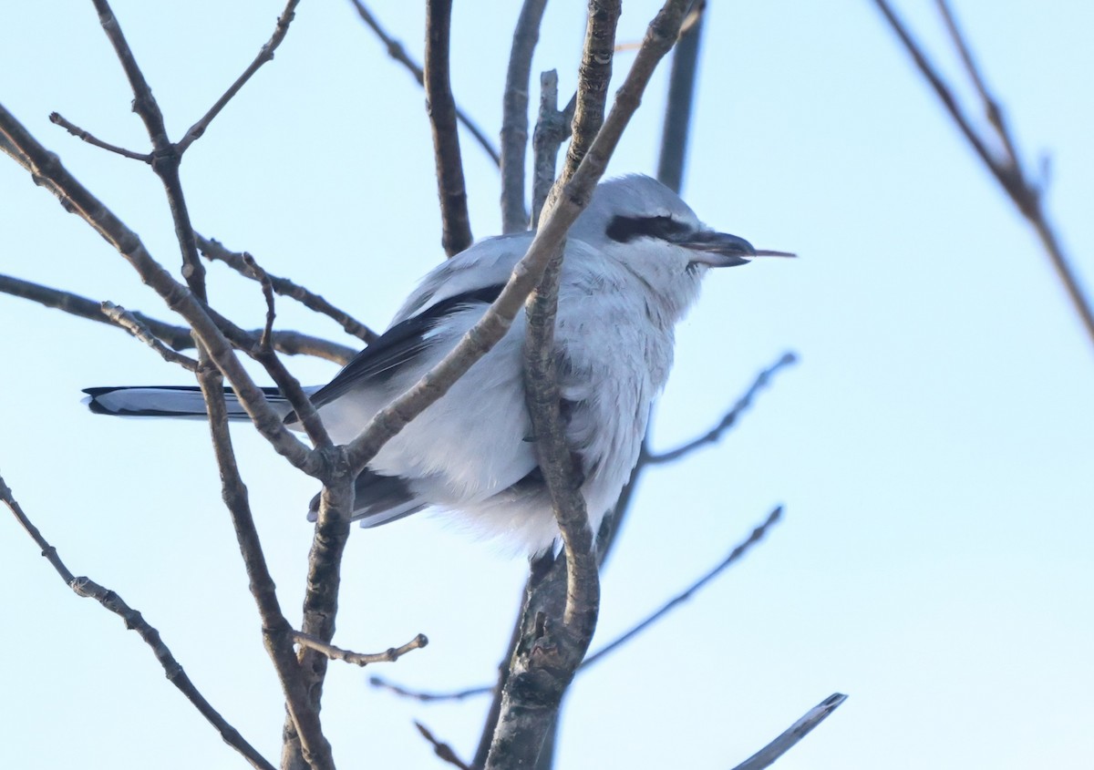 Northern Shrike - ML646467886