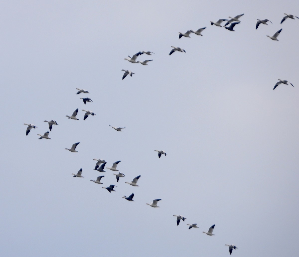 Snow Goose - ML646467888