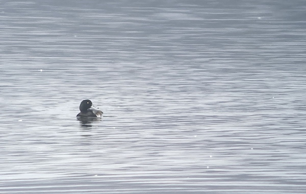 Lesser Scaup - ML646467889