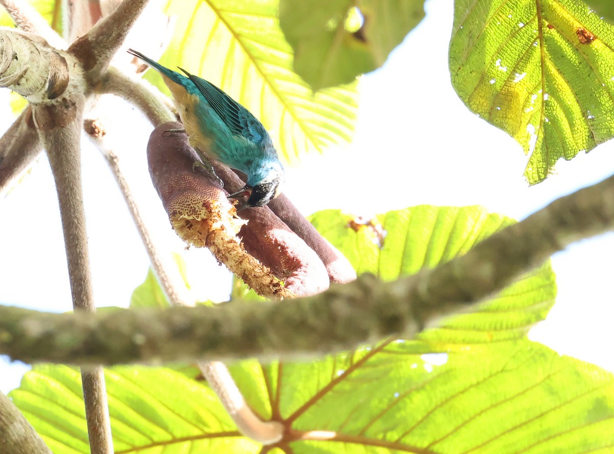 Metallic-green Tanager - ML646467890