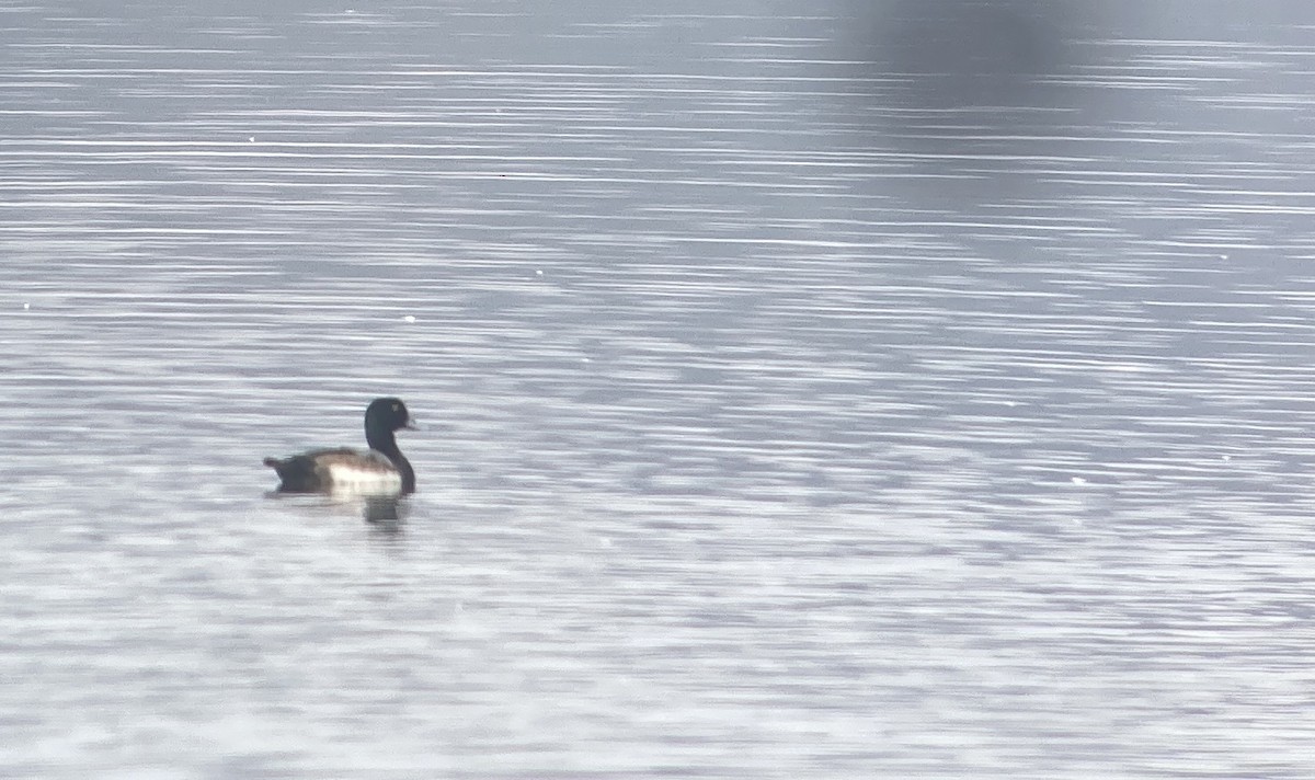 Lesser Scaup - ML646467891