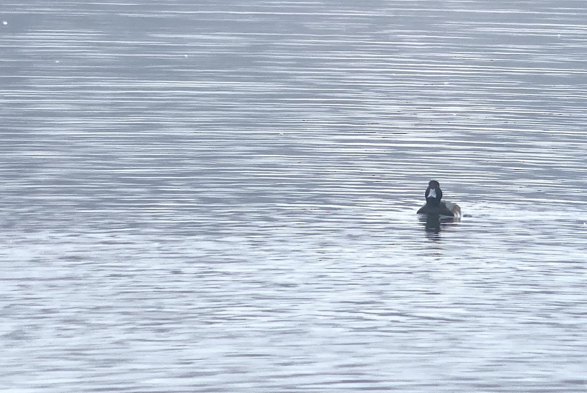 Lesser Scaup - ML646467893